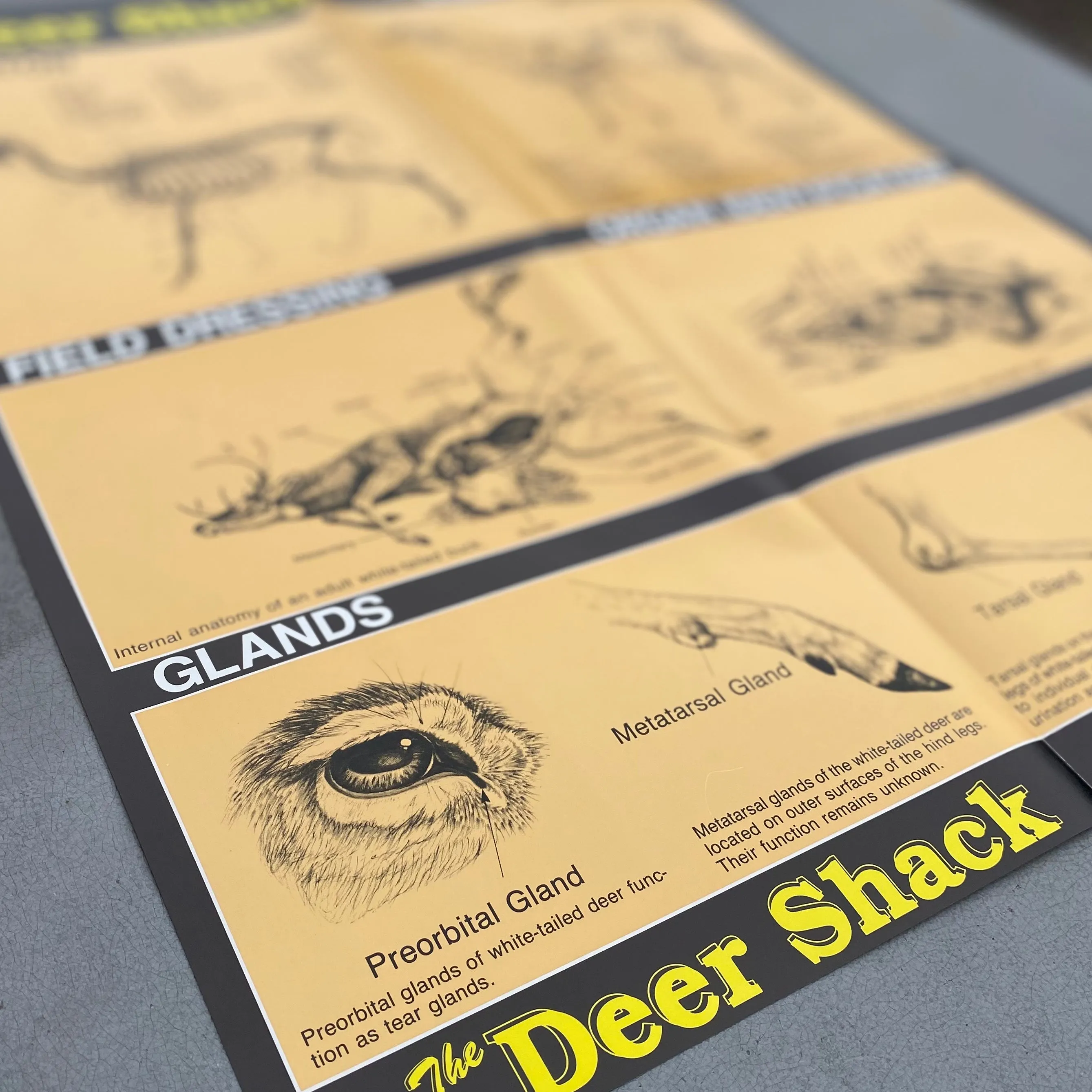 Deer Anatomy #2 Hunting Information Poster